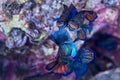 Mandarin fish - underwater