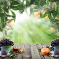 Mandarin Fruit on tree in green sunlight garden. Natural tangerines leaves background