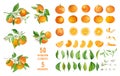 Mandarin fruits, flowers, leaves vector watercolor illustration. Set of whole, cut in half, sliced on pieces mandarins