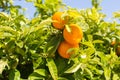 Mandarin fruits and flowers on a tree, agricultural background Royalty Free Stock Photo