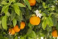 Mandarin fruits and flowers on a tree, background. Copy space Royalty Free Stock Photo