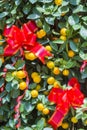 Mandarin fruits tree Royalty Free Stock Photo