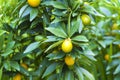 Mandarin fruits tree Royalty Free Stock Photo