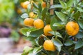 Mandarin fruits tree Royalty Free Stock Photo