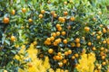 Mandarin fruits tree Royalty Free Stock Photo