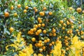 Mandarin fruits tree Royalty Free Stock Photo