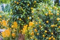 Mandarin fruits tree Royalty Free Stock Photo