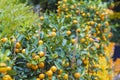 Mandarin fruits tree Royalty Free Stock Photo