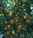 Mandarin fruits Royalty Free Stock Photo