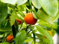 mandarin fruits on a tree, background, Ripe tangerines on a tree branch Royalty Free Stock Photo