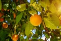 Mandarin fruits on a tree