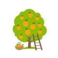 Mandarin fruits tree. Orchard orange garden harvest. Ladder and basket. Vector agriculture. Royalty Free Stock Photo