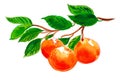 Mandarin fruits