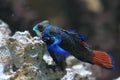 Mandarin goby