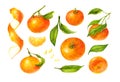 Mandarin and green leaves watercolor collection of citrus fruits