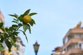 Mandarin groving on a brunch of mandarin tree on the city street. Royalty Free Stock Photo