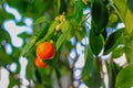 Mandarin hangs on a decorative tree in green leaves. Citrus fruit grown at home Royalty Free Stock Photo