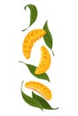 Mandarin icon. Cartoon isolated sweet citrus fruit. Fresh tropical tangerine. Organic vector illustration. Orange