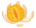 Mandarin icon. Cartoon isolated sweet citrus fruit. Fresh tropical tangerine. Organic vector illustration. Orange