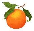 Mandarin icon. Cartoon isolated sweet citrus fruit. Fresh tropical tangerine. Organic vector illustration. Whole orange