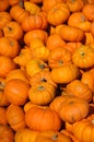 Mandarin - Jack Be Little Pumpkin