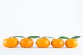 Mandarin orange, Citrus reticulata Royalty Free Stock Photo