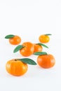 Mandarin orange, Citrus reticulata Royalty Free Stock Photo