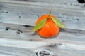 The mandarin orange (Citrus reticulata), also known as the mandarin or mandarine, a small citrus tree fruit Royalty Free Stock Photo