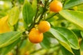 Mandarin orange or Citrus Reticulata plant in Zurich in Switzerland Royalty Free Stock Photo