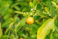 Mandarin orange or Citrus Reticulata plant in Zurich in Switzerland Royalty Free Stock Photo