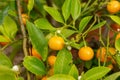 Mandarin orange or Citrus Reticulata plant in Zurich in Switzerland Royalty Free Stock Photo