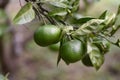 Mandarin orange cultivation.