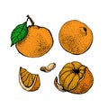 Mandarin orange set. Citrus fruits isolated on white background. Hand drawn tangerine vector illustration. Detailed Royalty Free Stock Photo