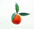 A Mandarin Orange Isolated White Background Royalty Free Stock Photo