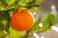 Mandarin orange on tree branch