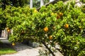 Mandarin Orange tree in with fresh fruit on brances.