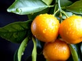 Mandarin Oranges, A symbol of good luck, Generative AI