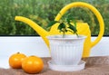 mandarin planting in room. Potted citrus growing on window sill and water can.