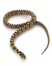 Mandarin Rat Snake Royalty Free Stock Photo