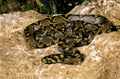 MANDARIN RAT SNAKE elaphe mandarina, ADULT STANDING ON ROCK Royalty Free Stock Photo