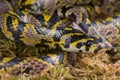 Mandarin ratsnake Royalty Free Stock Photo