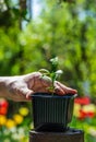 Mandarin seedling and hand. Small green sprout in flower pot.