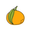 Mandarin sketch. Citrus fruit with leaf. Color food icon. Vector illustration. Tangerine