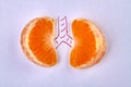 Mandarin slice as lungs. Royalty Free Stock Photo