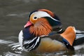 Mandarin Duck in the water