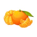 Mandarin, tangerine, clementine.A ripe, juicy exotic fruit.Tangerine in slices, whole fruit.