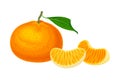 Mandarin or Tangerine with Juicy Segments Vector Illustration