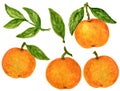 Mandarin Tangerine Orange Watercolor Gouache illustration Citrus fruit branch orange isolated on white background Royalty Free Stock Photo