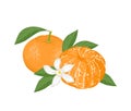 Mandarin or tangerine. Vector illustration of whole citrus fruit and peeled, green leaf, and flower