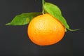 Mandarin with three leaves photographed Royalty Free Stock Photo